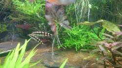 Besatz im Aquarium Samarai