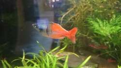 Besatz im Aquarium Samarai