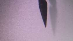 Besatz im Aquarium Samarai