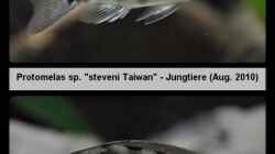 Protomelas sp. `steveni Taiwan` - Jungtiere Mix 1