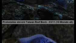 Protomelas sp. `steveni Taiwan` - Bock-Mix 1