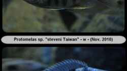 Protomelas sp. `steveni Taiwan` - (w) Mix 1