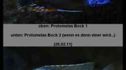 Protomelas sp. ´steveni Taiwan´ - Bock Mix 3