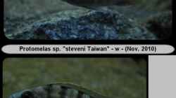 Protomelas sp. `steveni Taiwan` - (w) Mix 2