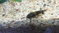 Besatz im Aquarium Zwergkugelfisch-Artbecken