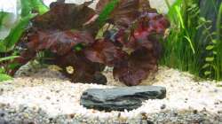 Dekoration im Aquarium Zwergkugelfisch-Artbecken