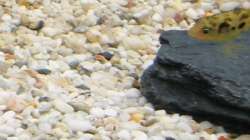 Besatz im Aquarium Zwergkugelfisch-Artbecken