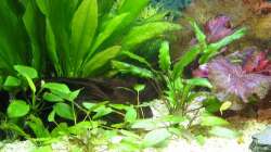 Dekoration im Aquarium Zwergkugelfisch-Artbecken