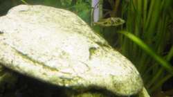 Besatz im Aquarium Zwergkugelfisch-Artbecken