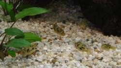 Besatz im Aquarium Zwergkugelfisch-Artbecken