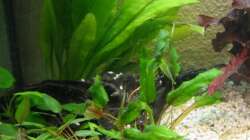 Pflanzen im Aquarium Zwergkugelfisch-Artbecken