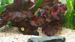 Pflanzen im Aquarium Zwergkugelfisch-Artbecken