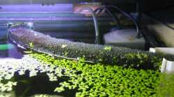 Technik im Aquarium Zwergkugelfisch-Artbecken