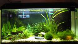 Pflanzen im Aquarium Zwergkugelfisch-Artbecken