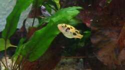 Besatz im Aquarium Zwergkugelfisch-Artbecken