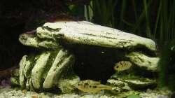 Dekoration im Aquarium Zwergkugelfisch-Artbecken