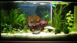 Aquarium Zwergkugelfisch-Artbecken