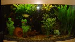 Pflanzen im Aquarium mein 1.Becken