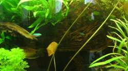 Dekoration im Aquarium mein 1.Becken