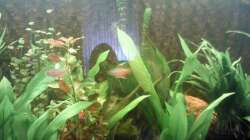 Aquarium mein 1.Becken