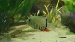 Besatz im Aquarium Rotrückenparadies -)