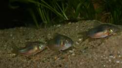 Besatz im Aquarium Rotrückenparadies -)