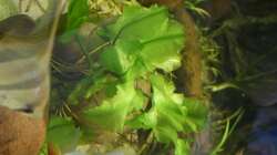 Pflanzen im Aquarium Rotrückenparadies -)