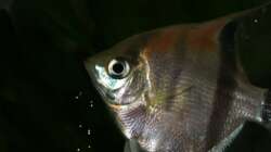 Besatz im Aquarium Rotrückenparadies -)