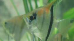 Besatz im Aquarium Rotrückenparadies -)