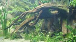 Dekoration im Aquarium Rotrückenparadies -)