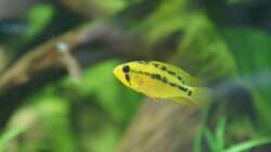 Besatz im Aquarium Rotrückenparadies -)