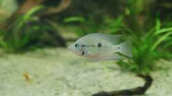 Besatz im Aquarium Rotrückenparadies -)