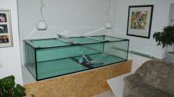 Aquarium Rotrückenparadies -)