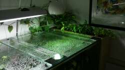 Aquarium Rotrückenparadies -)