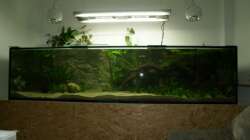 Aquarium Rotrückenparadies -)