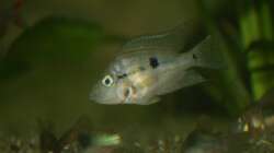 Besatz im Aquarium Rotrückenparadies -)