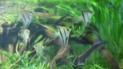 Besatz im Aquarium Rotrückenparadies -)