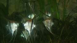 Besatz im Aquarium Rotrückenparadies -)