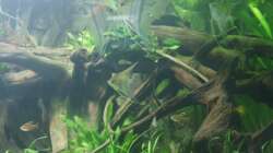 Dekoration im Aquarium Rotrückenparadies -)