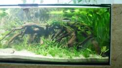 Dekoration im Aquarium Rotrückenparadies -)