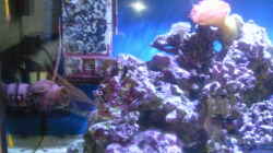 Aquarium Becken 13788