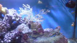 Aquarium Becken 13788