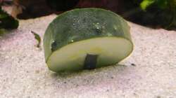 Gurke mit Blei beschwert