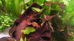 Tigerlotus rot/grün