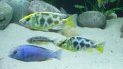 Cyrtocara moori und Nimbochromis Venustus Paar