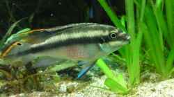 pelvicachromis pulcher - Männchen