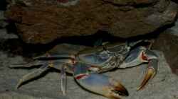 Blaue Malawi-Krabbe