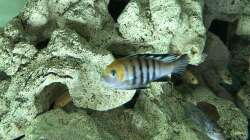 Besatz im Aquarium Malawi