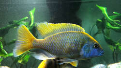 Besatz im Aquarium Malawi