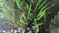 Pflanzen im Aquarium Malawi